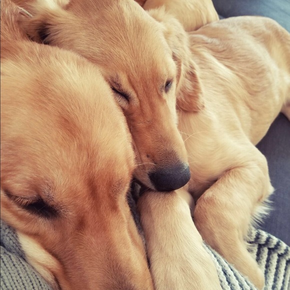 Meet your Posher, Jaden - Picture 1 of 1